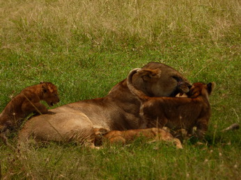 Masai Mara  Simba Löwe Löwen Löwin Löwenjunge