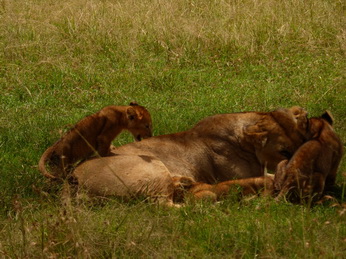 Masai Mara  Simba Löwe Löwen Löwin Löwenjunge