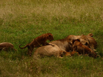 Masai Mara  Simba Löwe Löwen Löwin Löwenjunge