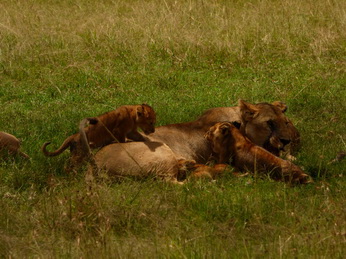 Masai Mara  Simba Löwe Löwen Löwin Löwenjunge