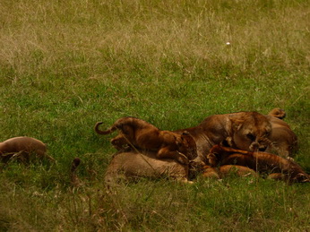 Masai Mara  Simba Löwe Löwen Löwin Löwenjunge