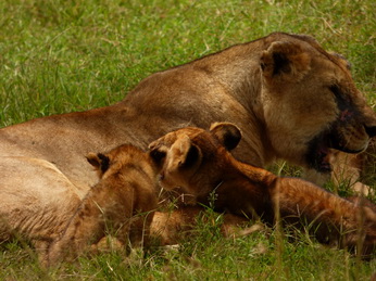 Masai Mara  Simba Löwe Löwen Löwin Löwenjunge