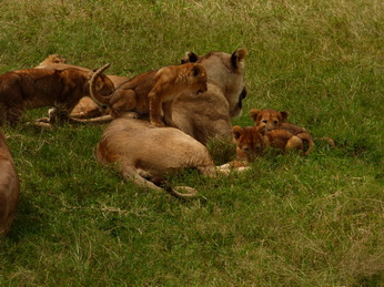 Masai Mara  Simba Löwe Löwen Löwin Löwenjunge