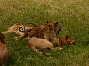 Masai Mara  Simba Löwe Löwen Löwin Löwenjunge