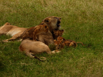 Masai Mara  Simba Löwe Löwen Löwin Löwenjunge