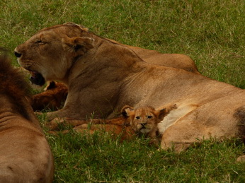 Masai Mara  Simba Löwe Löwen Löwin Löwenjunge