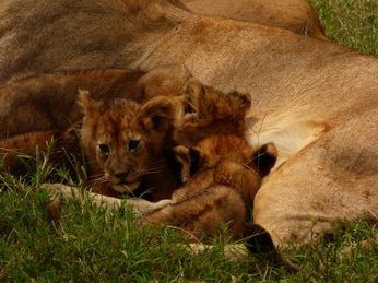 Masai Mara  Simba Löwe Löwen Löwin Löwenjunge