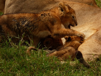 Masai Mara  Simba Löwe Löwen Löwin Löwenjunge