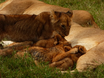 Masai Mara  Simba Löwe Löwen Löwin Löwenjunge