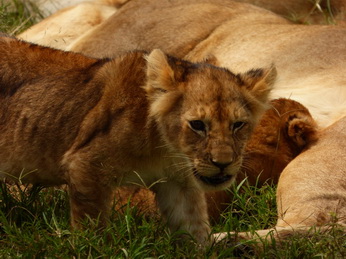 Masai Mara  Simba Löwe Löwen Löwin Löwenjunge