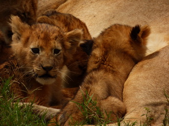 Masai Mara  Simba Löwe Löwen Löwin Löwenjunge