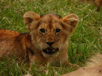 Masai Mara  Simba Löwe Löwen Löwin Löwenjunge