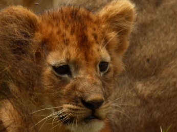 Masai Mara  Simba Löwe Löwen Löwin Löwenjunge