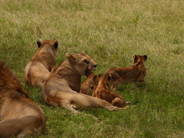   Masai Mara  Simba Löwe Löwen Löwin LöwenjungeMasai Mara  Simba Löwe Löwen Löwin Löwenjunge