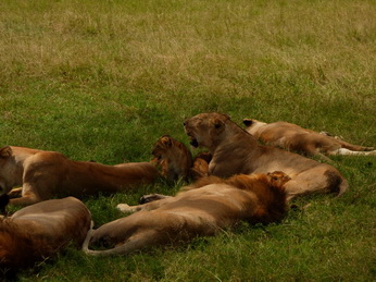 Masai Mara  Simba Löwe Löwen Löwin Löwenjunge