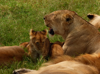 Masai Mara  Simba Löwe Löwen Löwin Löwenjunge