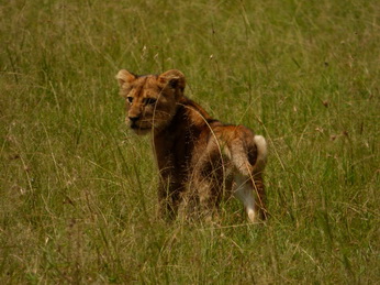 Masai Mara  Simba Löwe Löwen Löwin Löwenjunge