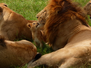 Masai Mara  Simba Löwe Löwen Löwin Löwenjunge