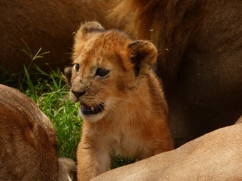 Masai Mara  Simba Löwe Löwen Löwin Löwenjunge