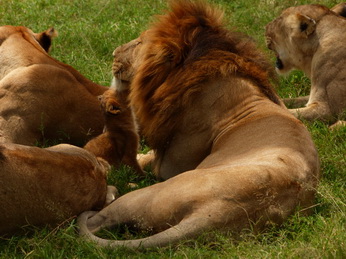 Masai Mara  Simba Löwe Löwen Löwin Löwenjunge