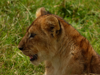 Masai Mara  Simba Löwe Löwen Löwin Löwenjunge