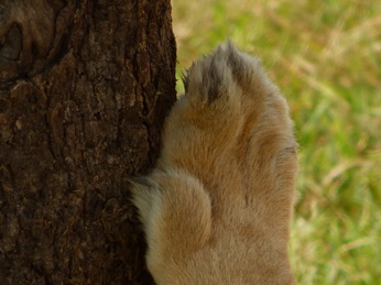 Masai Mara  Simba Löwe Löwen Löwin Löwenjunge