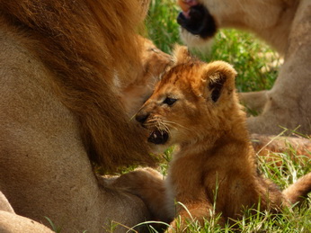 Masai Mara  Simba Löwe Löwen Löwin Löwenjunge