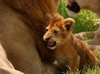 Masai Mara  Simba Löwe Löwen Löwin Löwenjunge