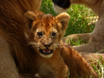 Masai Mara  Simba Löwe Löwen Löwin Löwenjunge