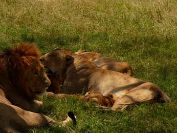 Masai Mara  Simba Löwe Löwen Löwin Löwenjunge