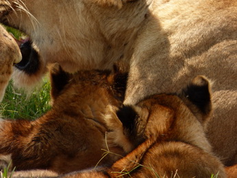 Masai Mara  Simba Löwe Löwen Löwin Löwenjunge