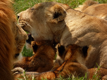 Masai Mara  Simba Löwe Löwen Löwin Löwenjunge