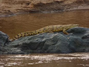 Masai Mara  mamba