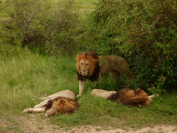 Masai Mara  Simba Löwe Löwen Löwin Löwenjunge