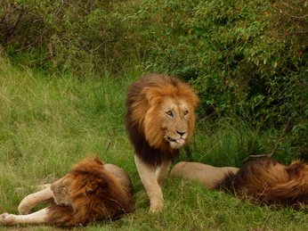 Masai Mara  Simba Löwe Löwen Löwin Löwenjunge