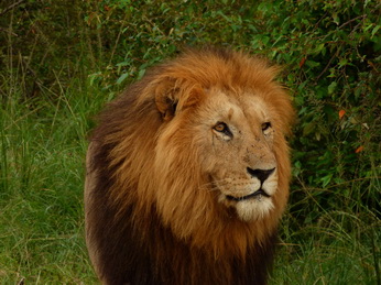 Masai Mara  Simba Löwe Löwen Löwin Löwenjunge