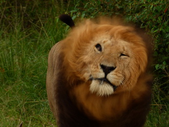 Masai Mara  Simba Löwe Löwen Löwin Löwenjunge