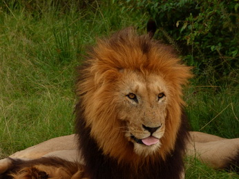 Masai Mara  Simba Löwe Löwen Löwin Löwenjunge