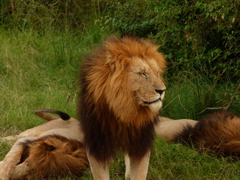 Masai Mara  Simba Löwe Löwen Löwin Löwenjunge