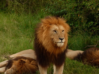 Masai Mara  Simba Löwe Löwen Löwin Löwenjunge