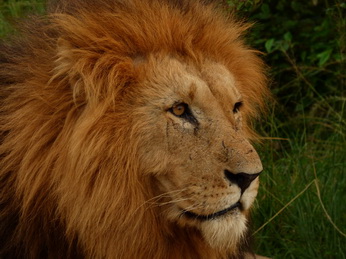 Masai Mara  Simba Löwe Löwen Löwin Löwenjunge