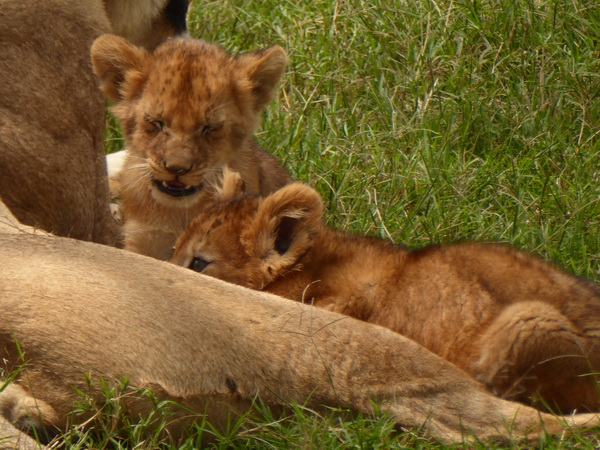   Masai Mara  Simba Löwe Löwen Löwin LöwenjungeMasai Mara  Simba Löwe Löwen Löwin Löwenjunge