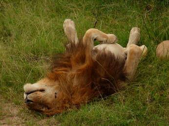 Masai Mara  Simba Löwe Löwen Löwin Löwenjunge