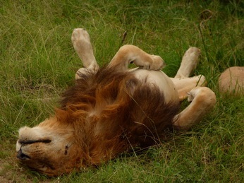 Masai Mara  Simba Löwe Löwen Löwin Löwenjunge