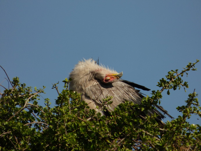 Sekretär Vogel 