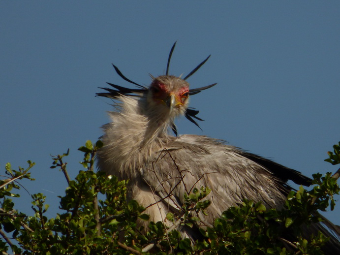 Sekretär Vogel 