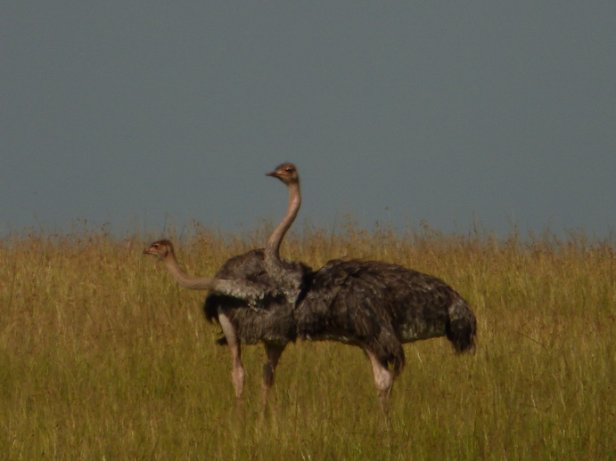 Masai Mara  Buni Ostrich Vogel Strauss