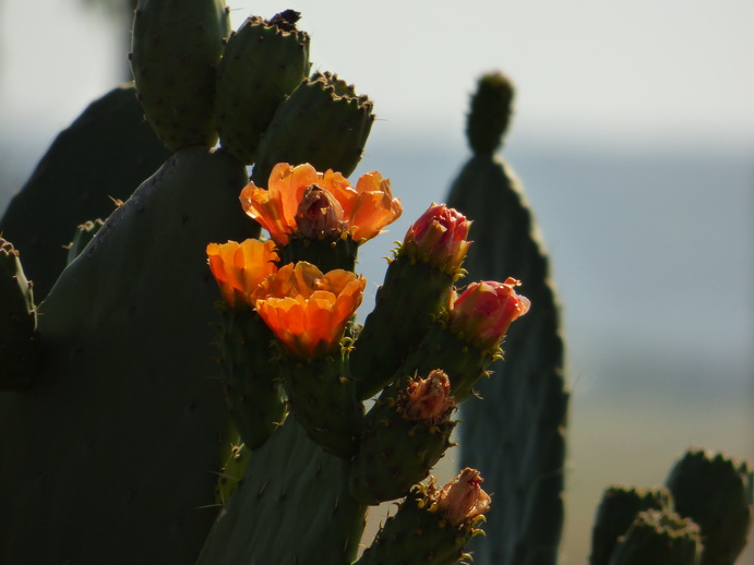 cactus blüte