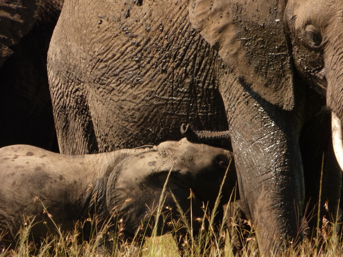   Masai Mara  Tembo Kidogo kleiner ElefantMasai Mara  Tembo Kidogo kleiner Elefant