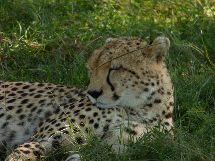 Masai Mara  cheetah Gepard 